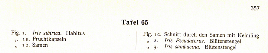 Hegi Sibirische Schwertlilie – Iris sibirica